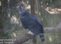 harpy eagle (6 of 7).jpg