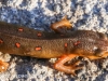 newt (1 of 1)