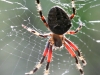 spider 017 (1 of 1)