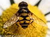 macro insects bee 023 (1 of 1).jpg