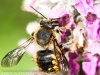 macro insects bee 060 (1 of 1).jpg