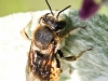 macro insects bee 068 (1 of 1).jpg