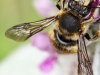macro insects bee 070 (1 of 1).jpg
