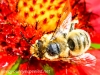 macro insects bee 082 (1 of 1).jpg