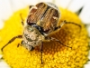 macro insects beetle 048 (1 of 1).jpg