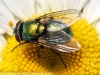 macro insects fly 040 (1 of 1).jpg