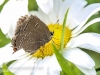 macro insects moth 086 (1 of 1).jpg