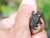 macro insects toad 089 (1 of 1).jpg