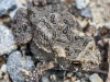 macro insects toad 092 (1 of 1).jpg