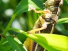 Insects -2