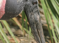 Jabiru stork 1 (1 of 1).jpg