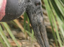 Jabiru stork