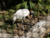 Jabiru stork (4 of 8).jpg