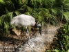 Jabiru stork (5 of 8).jpg