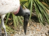 Jabiru stork (6 of 8).jpg