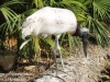 Jabiru stork (7 of 8).jpg