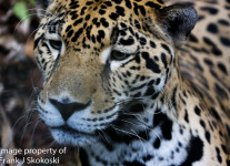 jaguar (4 of 9).jpg