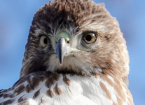 John-Jmaes-Audubon-Center-red-tailed-hawk-22-of-36