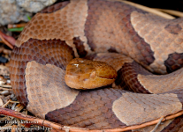 Tank-Hollow-hike-snakes-23-of-29