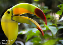 Keel billed toucan 1 (3 of 4).jpg