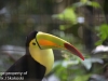 Keel billed toucan (4 of 4).jpg