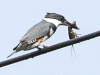 kingfisher (12 of 37)