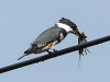 kingfisher (14 of 37)