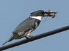 kingfisher (22 of 37)