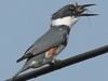 kingfisher (28 of 37)