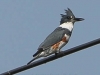 kingfisher (30 of 37)