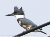 kingfisher (34 of 37)