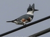 kingfisher (35 of 37)