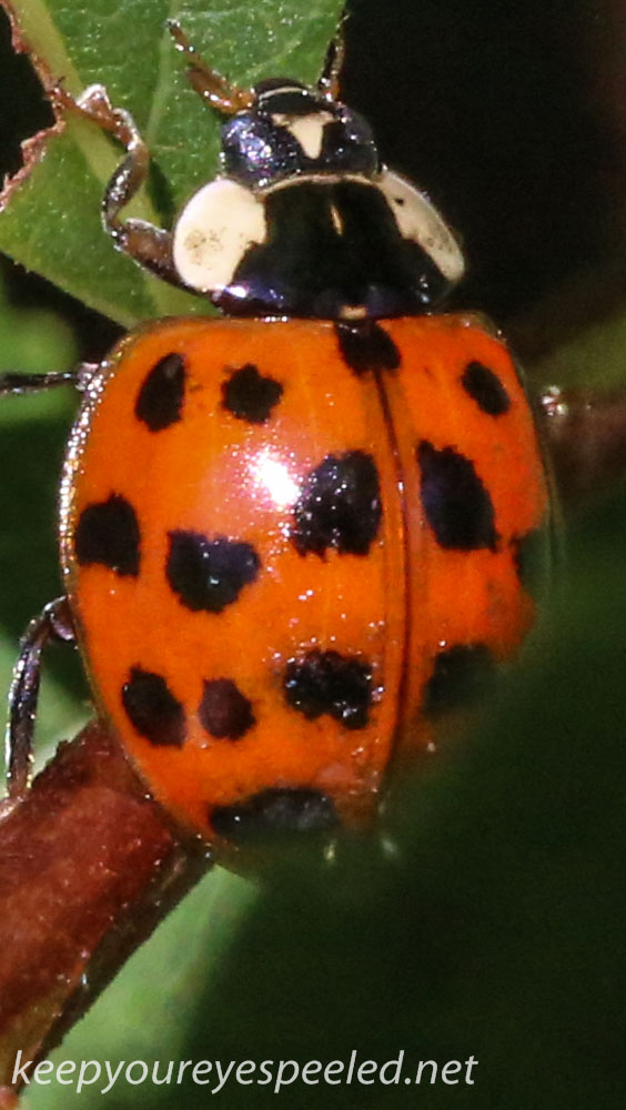macro ladybug 353 (1 of 1).jpg