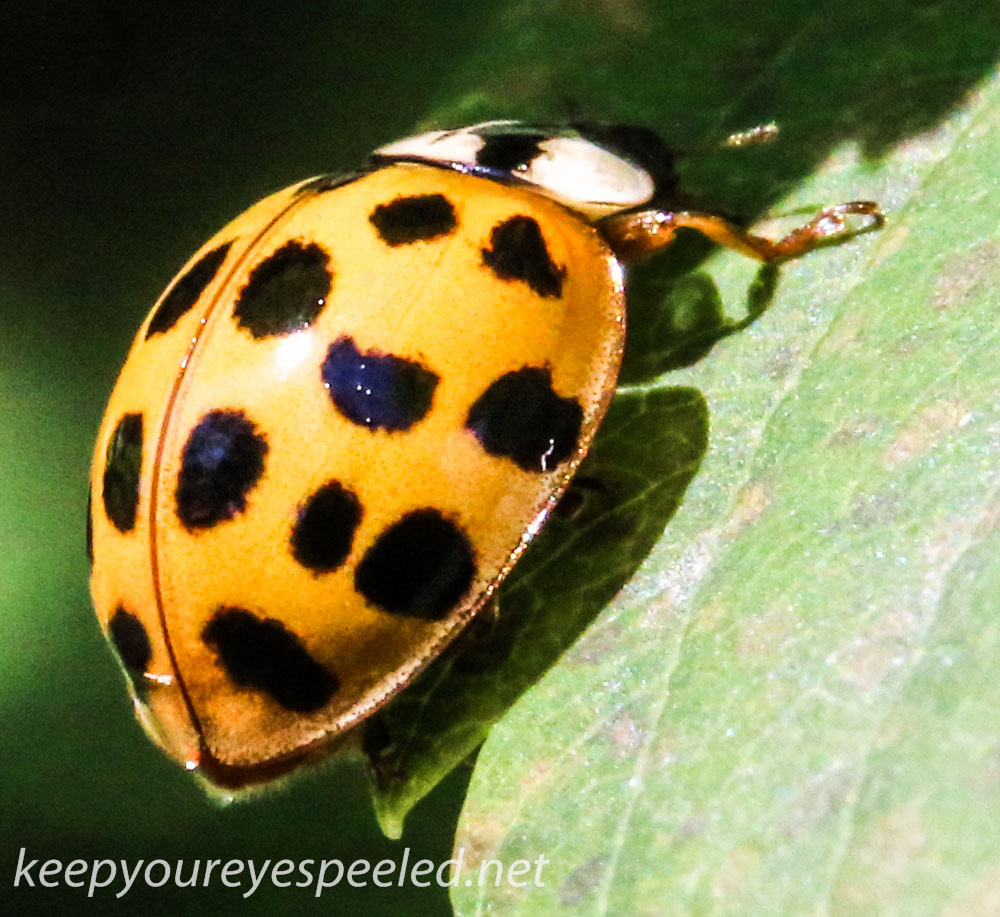 macro ladybug 358 (1 of 1).jpg