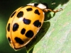 macro ladybug 358 (1 of 1).jpg