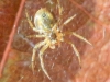 macro hike spider (1 of 1)