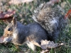 Fall walk squirrel 05 (1 of 1)