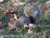 Fall walk squirrel  (2 of 6)