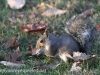 Fall walk squirrel  (3 of 6)