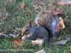 Fall walk squirrel  (6 of 6)