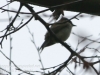 Weissport Lehigh canal birds-14