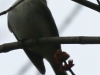 Weissport Lehigh canal birds-15