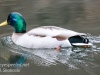 Weissport Lehigh canal birds-16