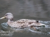 Weissport Lehigh canal birds-17