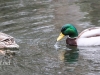 Weissport Lehigh canal birds-18