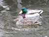 Weissport Lehigh canal birds-2