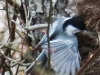 Weissport Lehigh canal birds-4