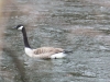 Weissport Lehigh canal birds-7