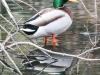 Weissport Lehigh canal birds-9