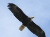 bald eagle (10 of 12)